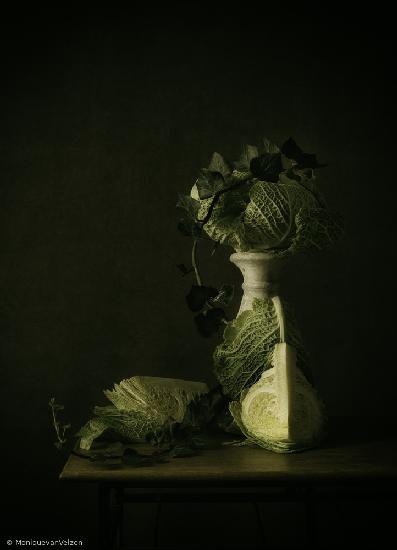 Still life Curly Cabbage