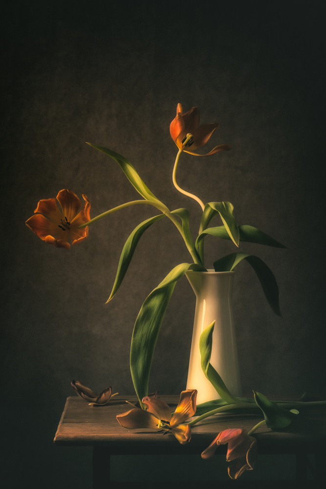 Wilted Tulips von Monique van Velzen