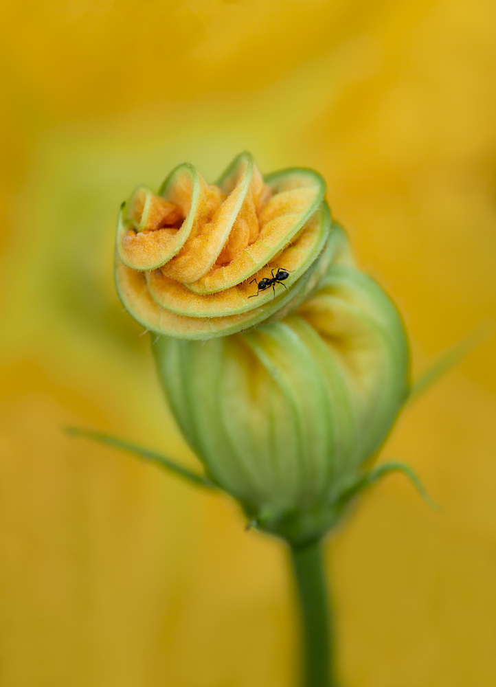 Zucchini flower with ant von Monique van Velzen