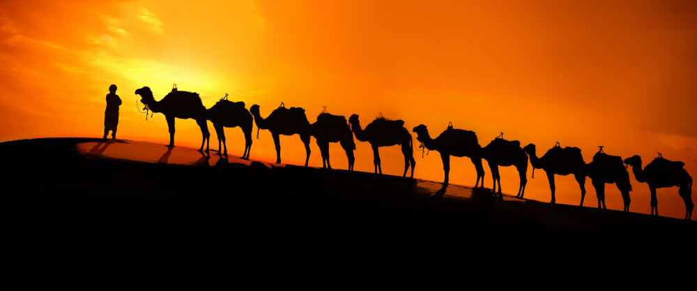 Camel on the desert  sunset von Moris Raskin