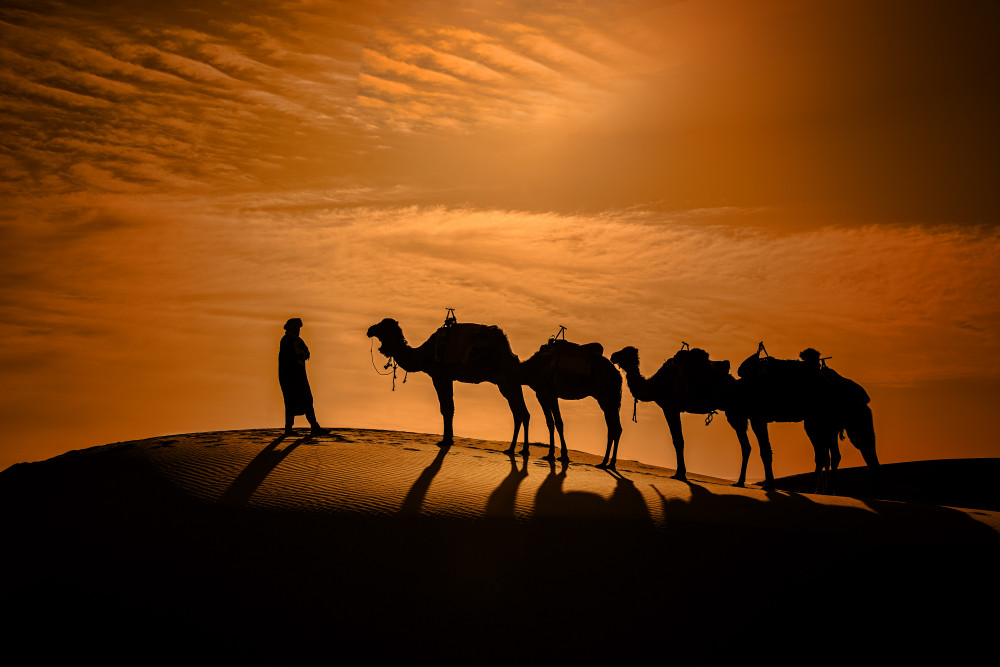 Camel in the desert at sunset von Moris Raskin