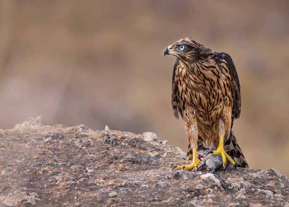 The eagle catches its prey von morocco.wild