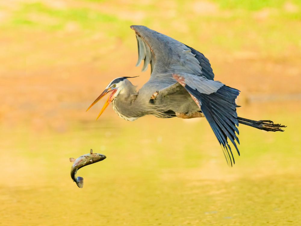 Great blue heron lost its fish von Moses Wang