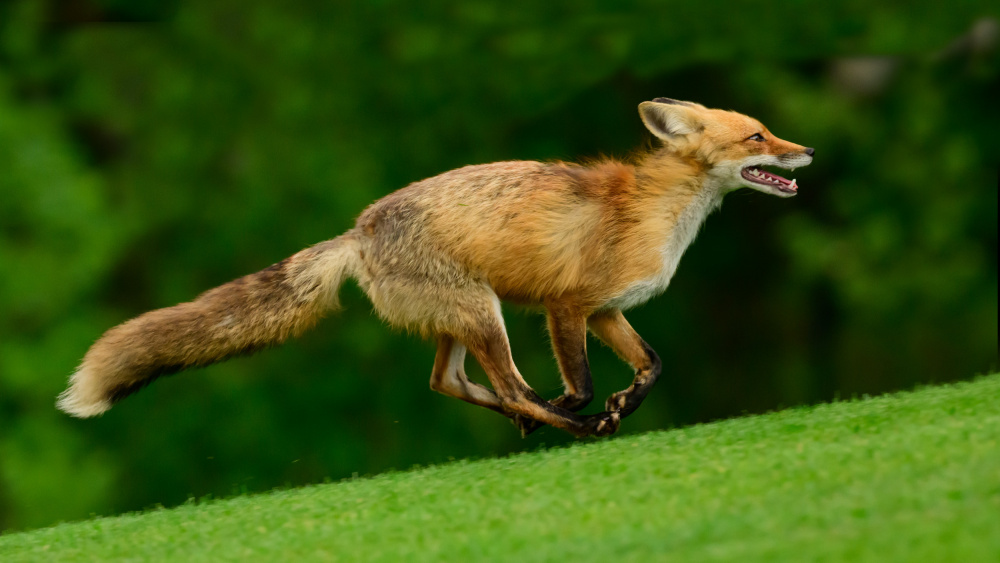 fox run von Moses Wang