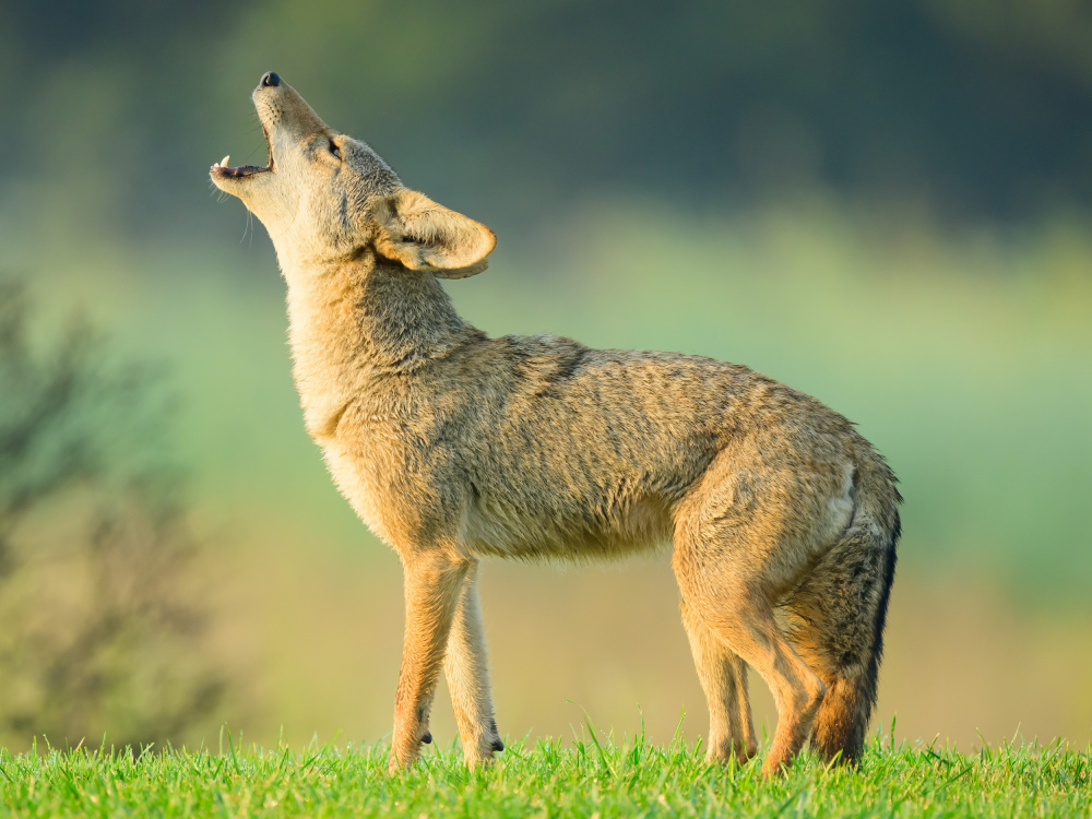 Coyotes howling von Moses Wang