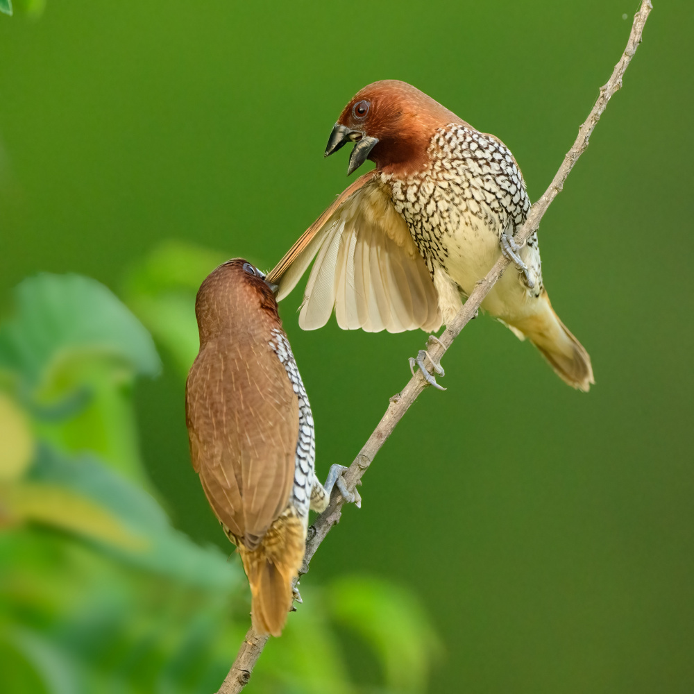 Munia dispute von Moses Wang