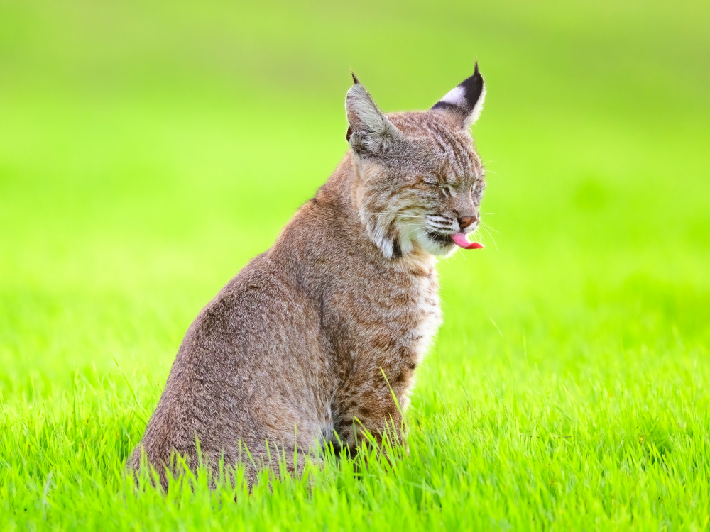 bobcat von Moses Wang