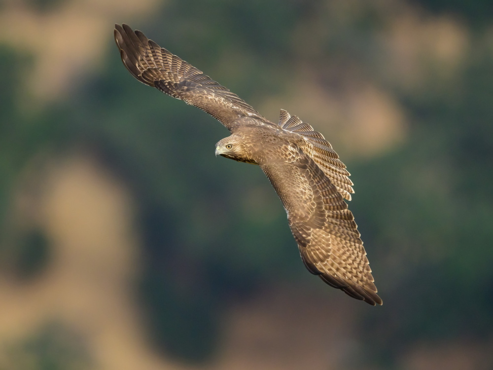 Red-tailed Hawk von Moses Wang