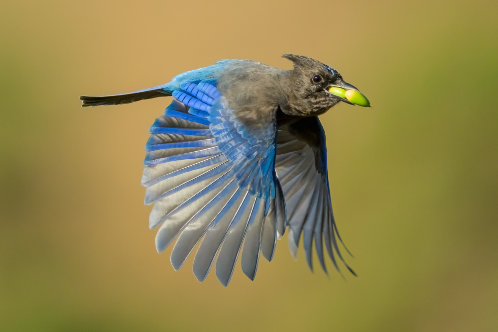 Stellers Jay von Moses Wang