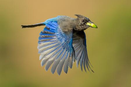 Stellers Jay