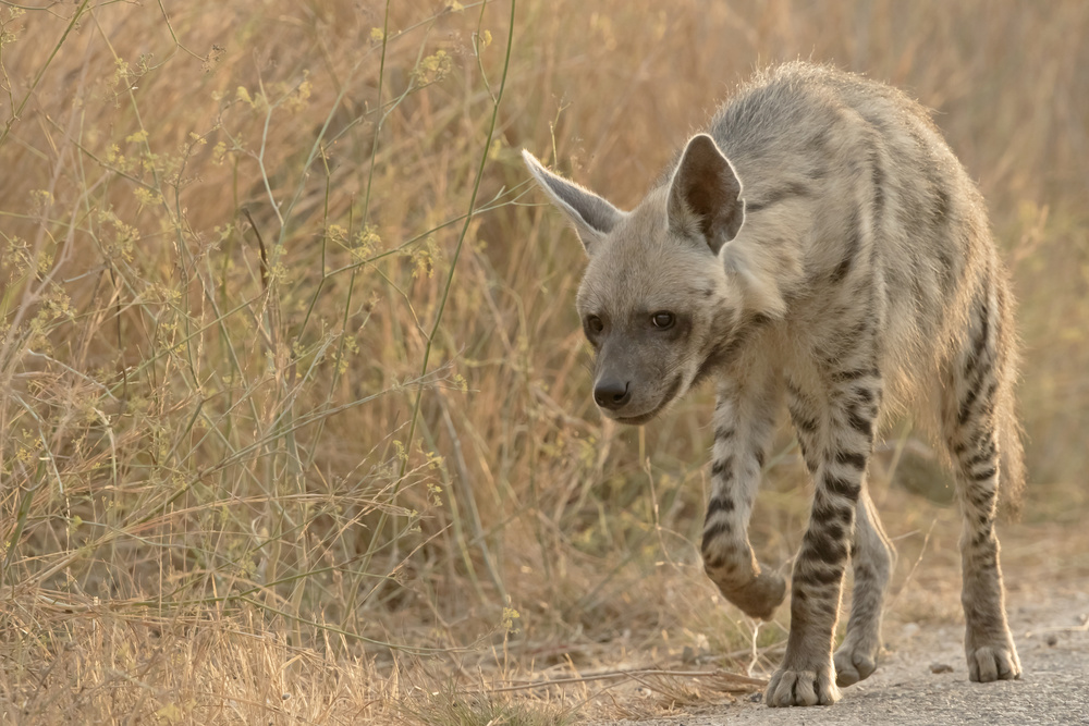 Stripped Hyaena von Moshe Prager