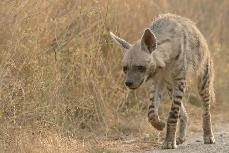 Stripped Hyaena