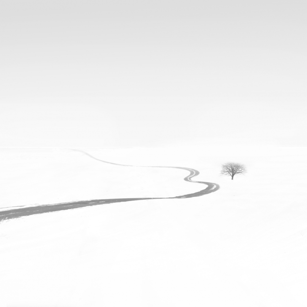 Single tree von MOSTAFA NODEH