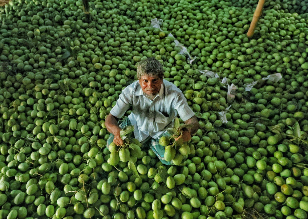 Mango sorting von Mostafijur Rahman Nasim