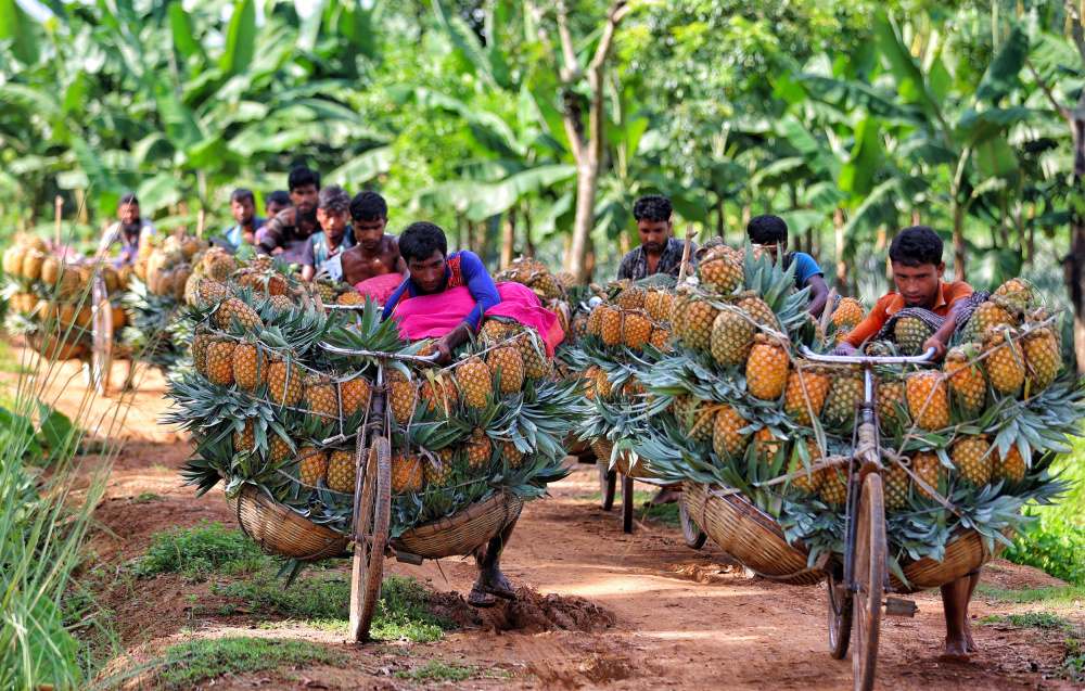 Ripe pineapple von Mostafijur Rahman Nasim