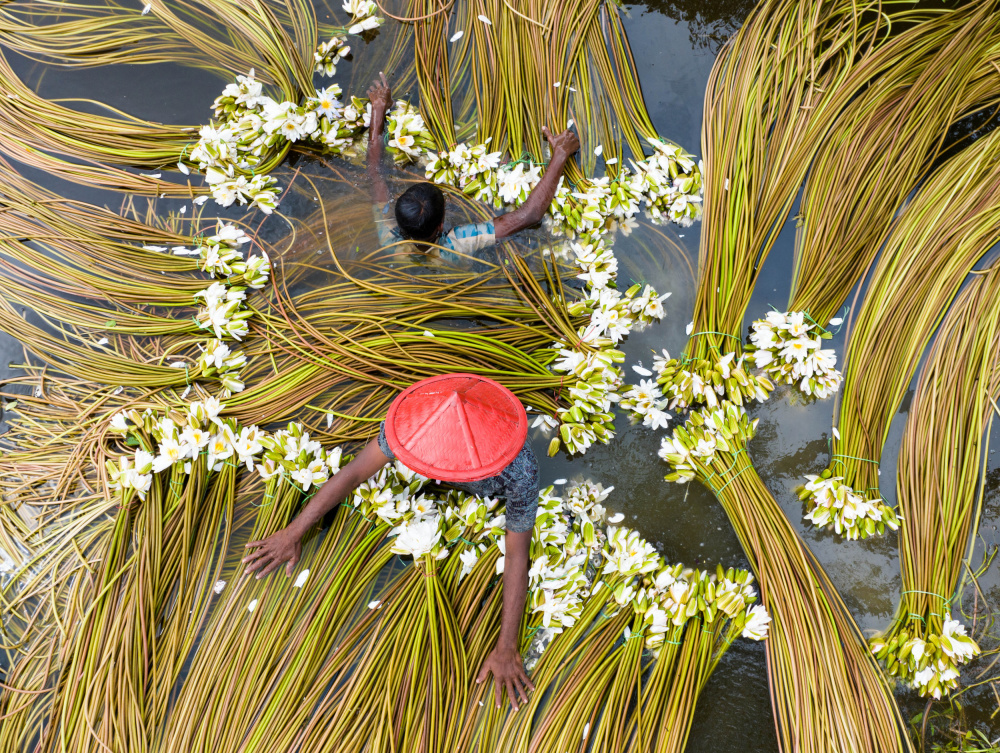 Waterlily sorting von Mostafijur Rahman Nasim