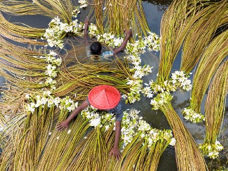 Waterlily sorting