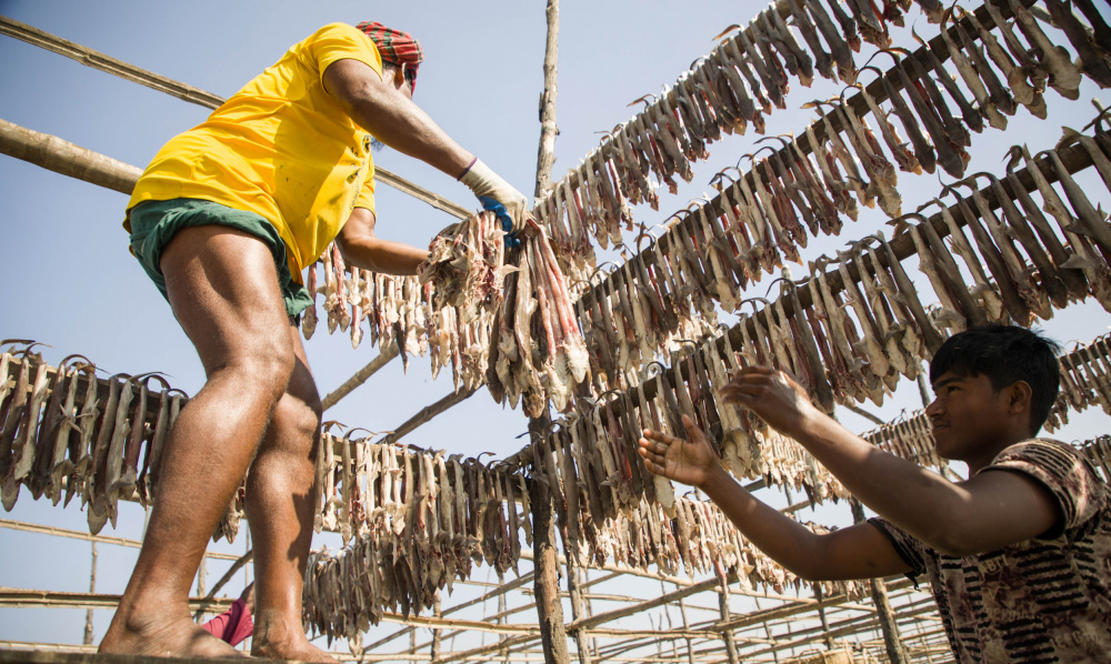 Drying fish at beach von Mostafijur Rahman Nasim