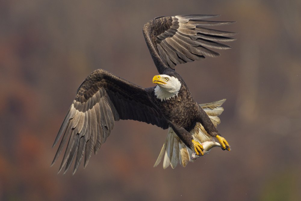 King of the sky von Mountain Cloud