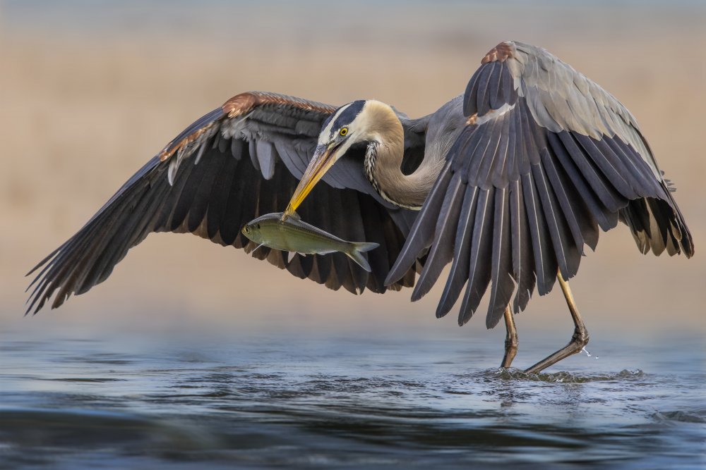 Heron von Mountain Cloud