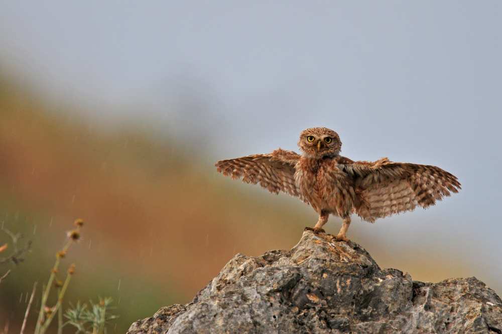 I can fly..!!!!!! von Muayad Amer