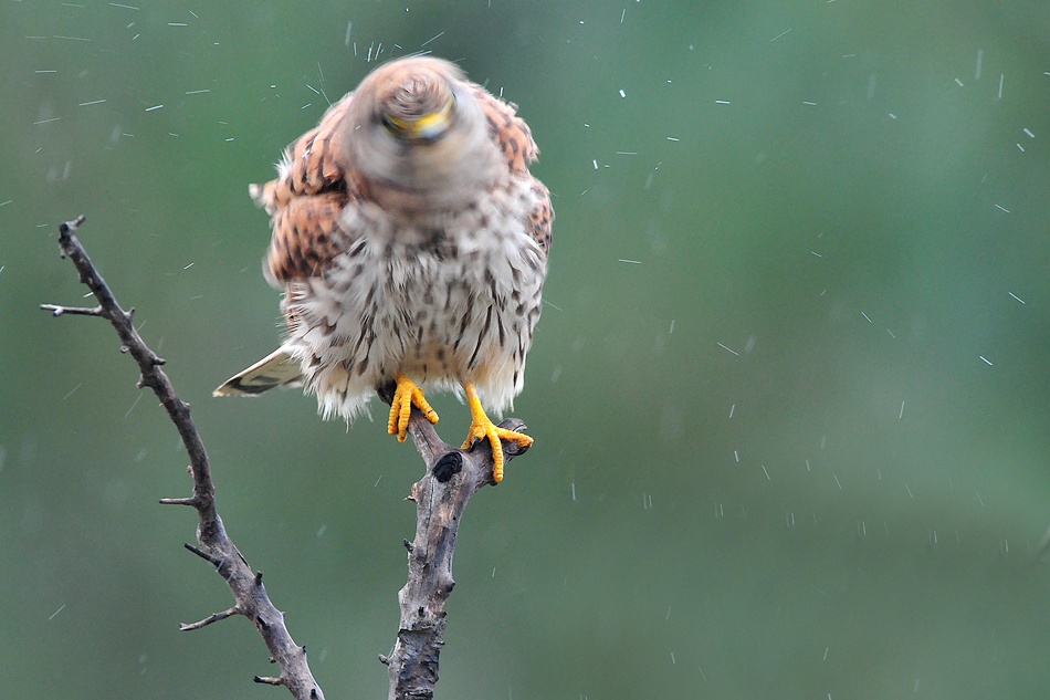 Is it rain ?? von Muayad Amer