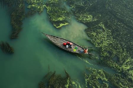 Crossing the algae river