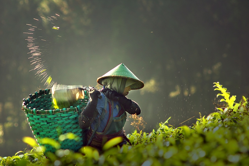 tea pickers von Muhammad Raju