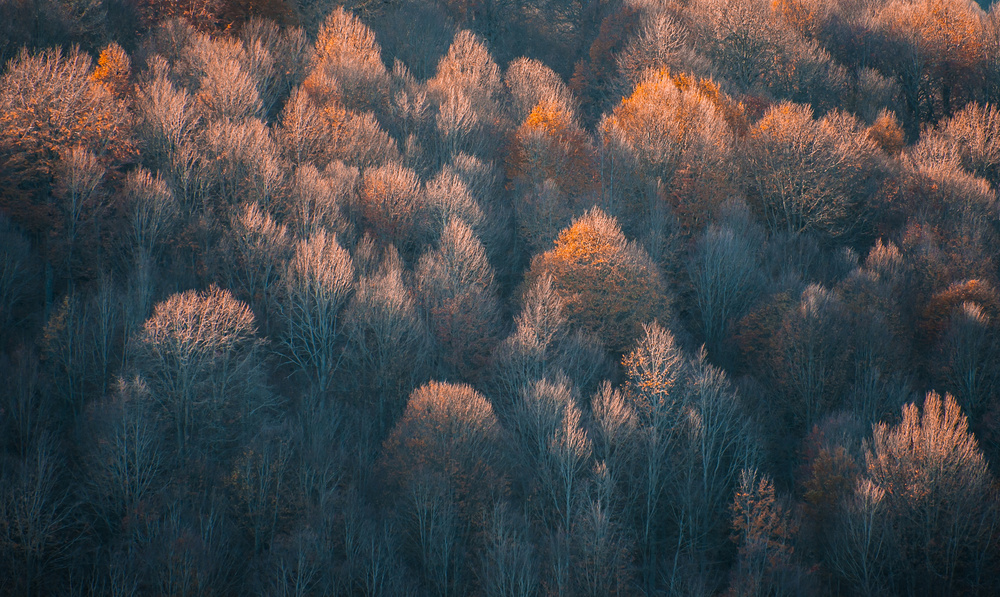 Autumn von Muhammet Sinan Kökcü