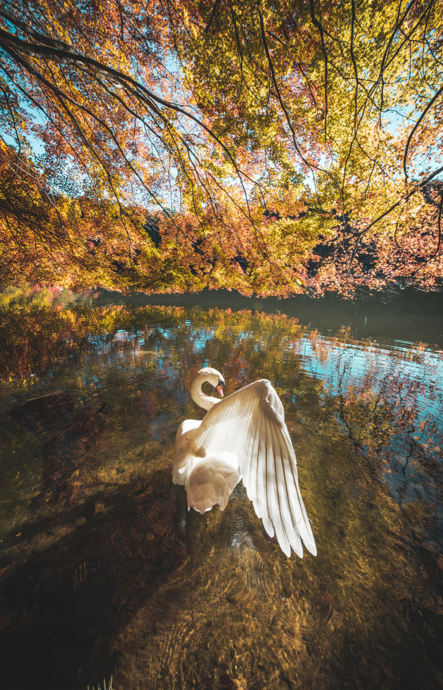 The lake of swan von Murakyami Daichi