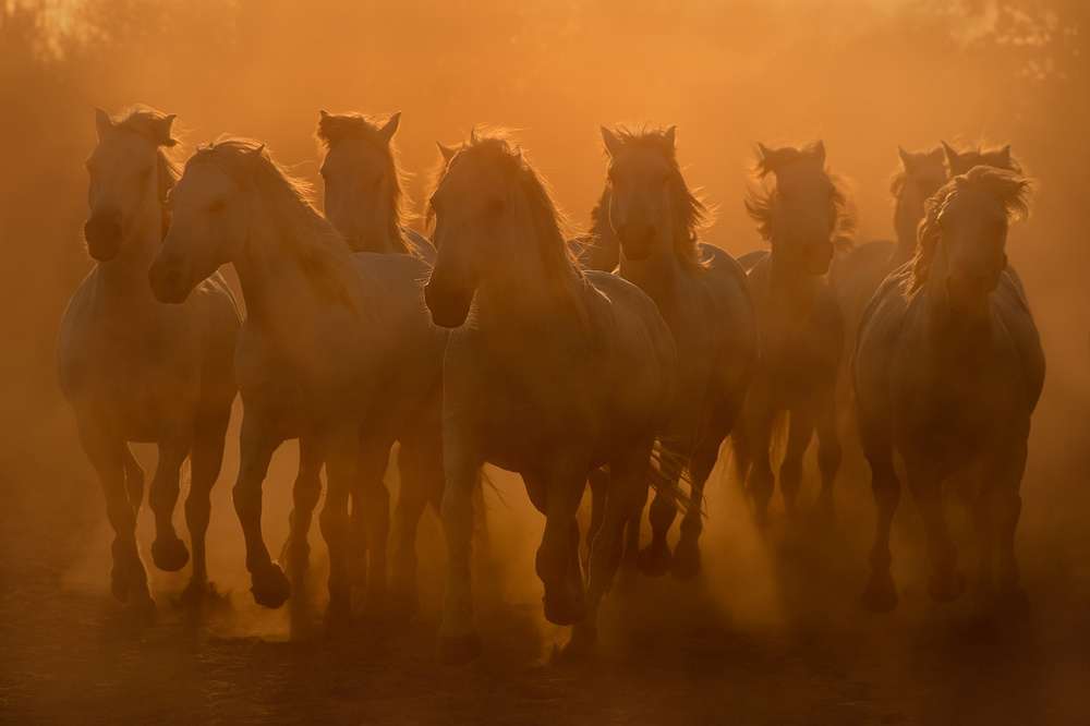 Evening ride von Muriel Vekemans