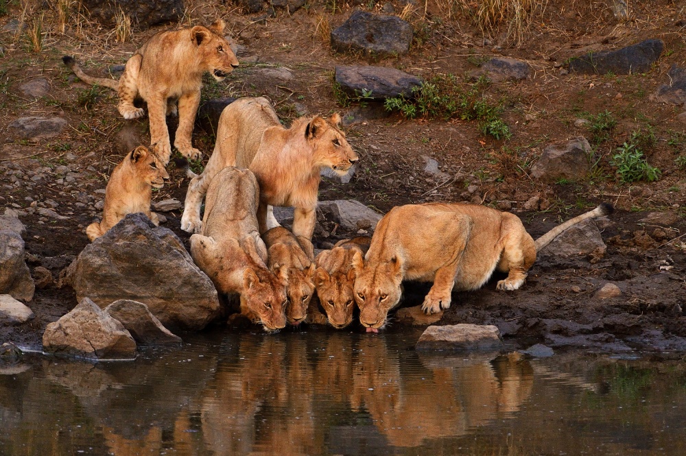 Along the Mara von Muriel Vekemans