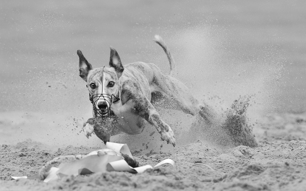 First race von Muriel Vekemans