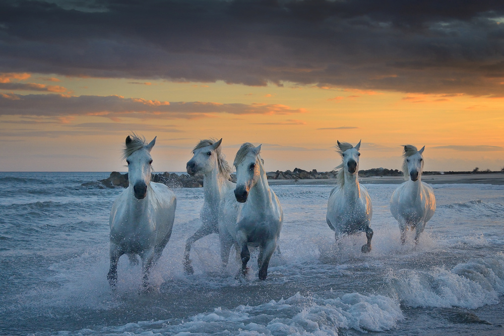 In the waves von Muriel Vekemans