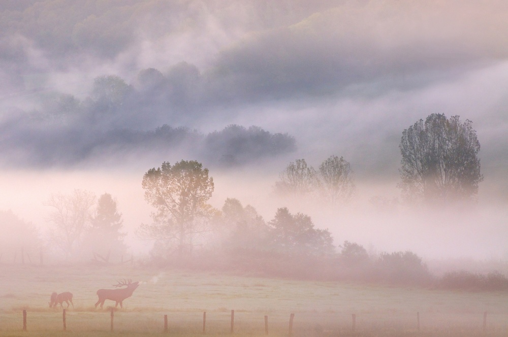 call of the deer in de mist von Muriel Vekemans