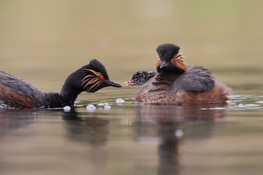 Black-necked Grebe von Muriel Vekemans