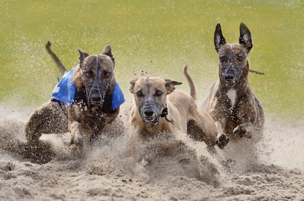 winning trio von Muriel Vekemans