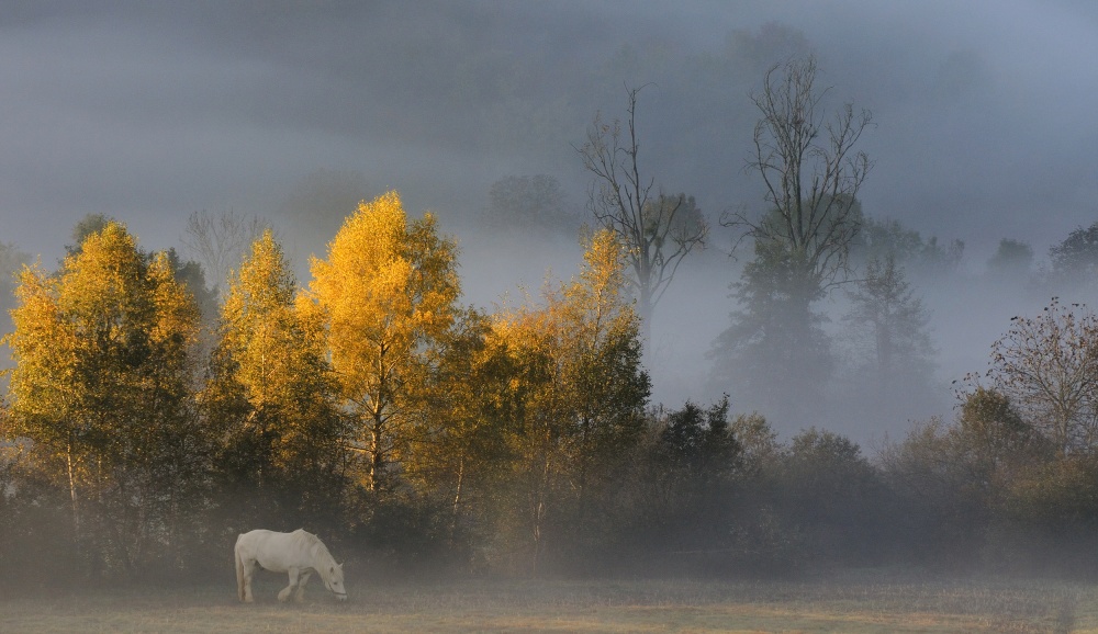 white horse in autumn von Muriel Vekemans