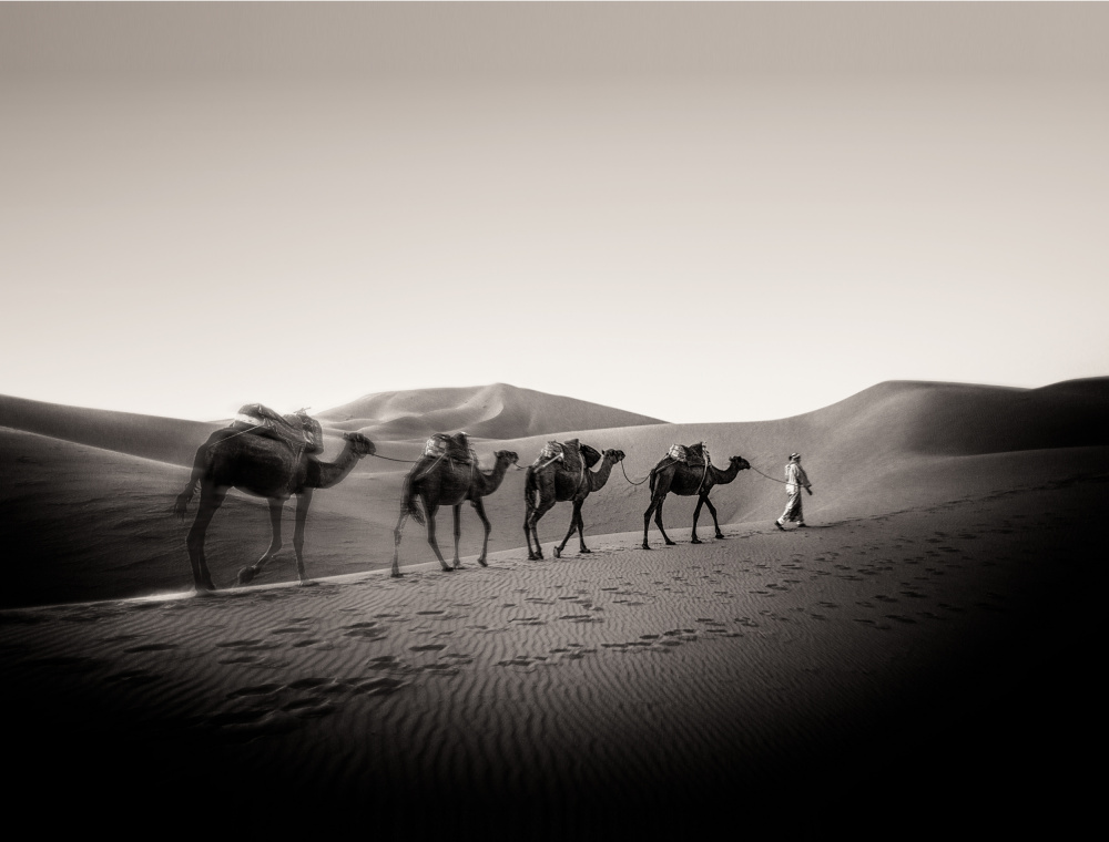 Four Camels von Murray Sye