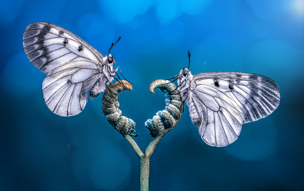 Angels von mustafa öztürk