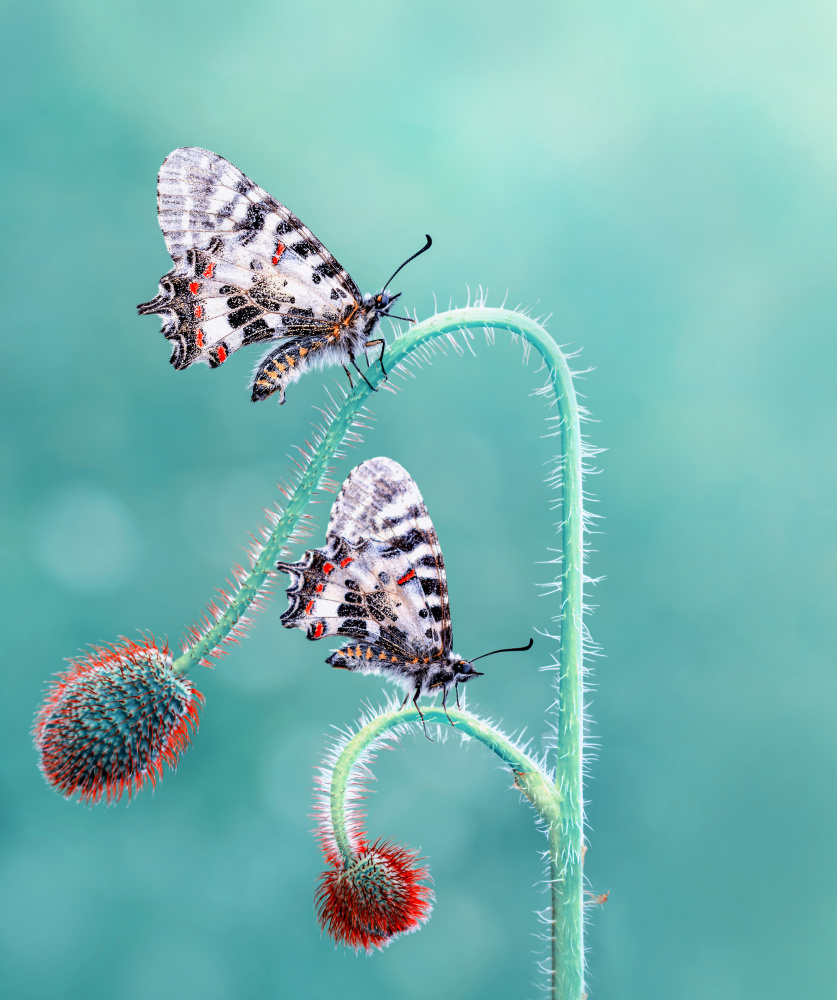 Friends von mustafa öztürk