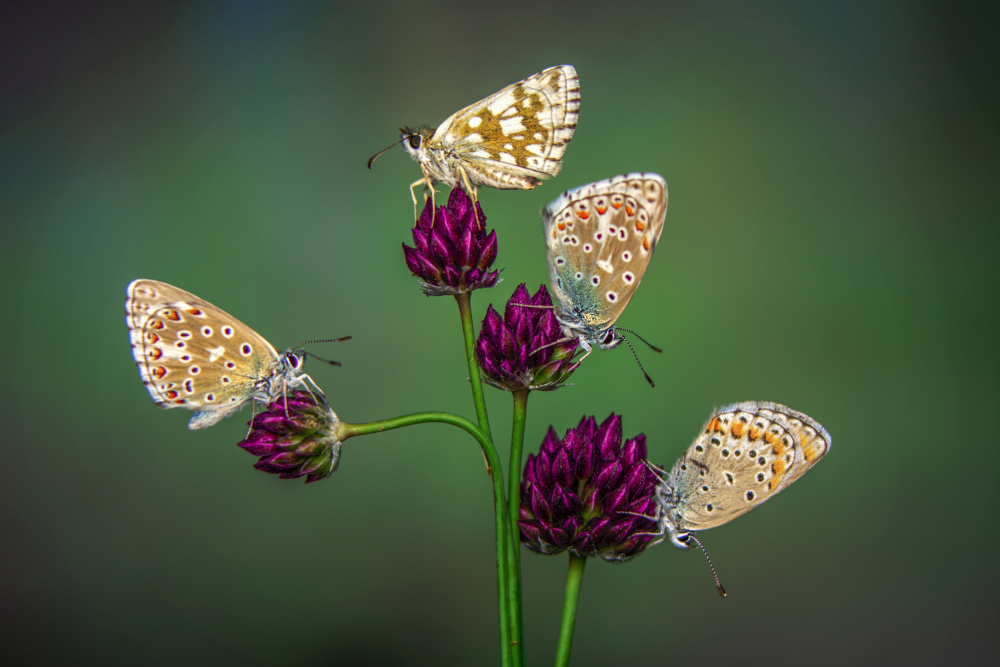 Friends von mustafa öztürk