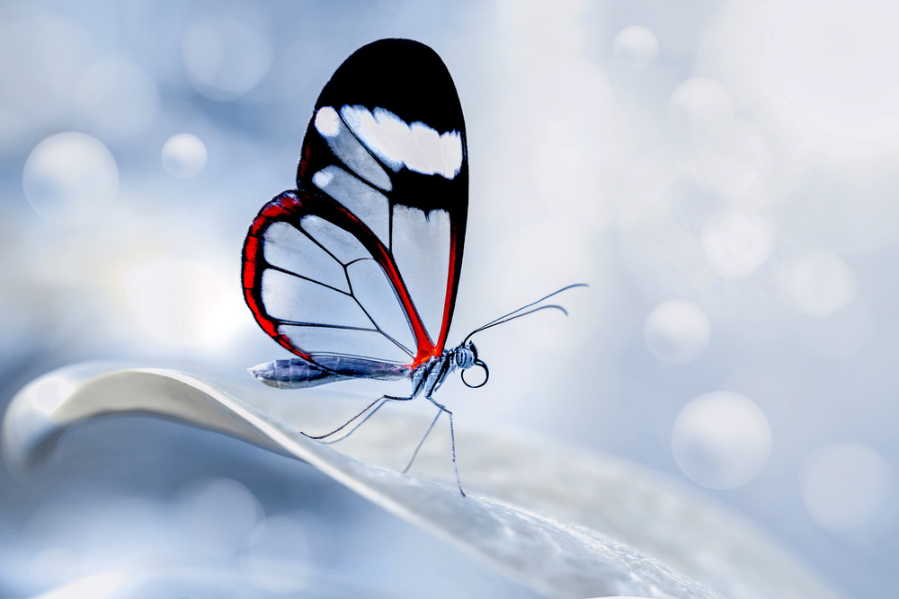 glasswing Butterfly (Greta oto) von mustafa öztürk