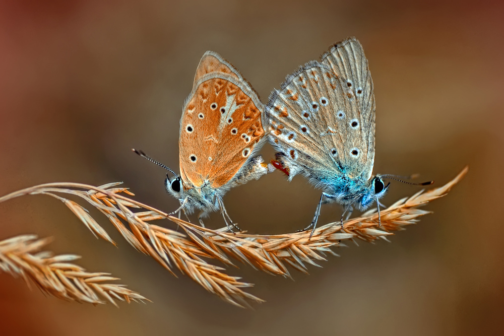 Love von mustafa öztürk