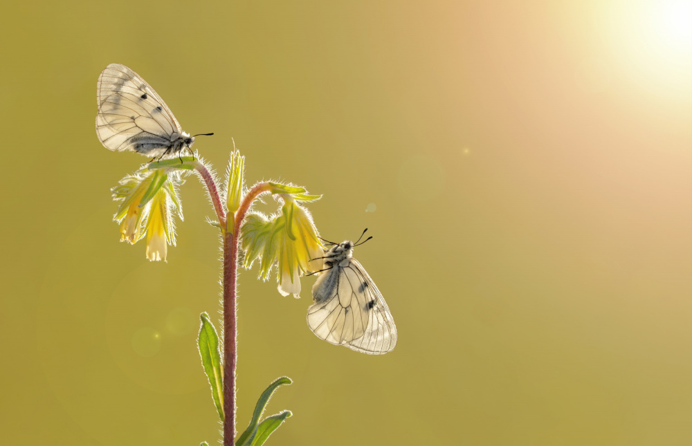 Closeup two butterflies von mustafa öztürk