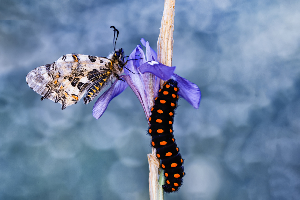 Butterfly and caterpillar von mustafa öztürk