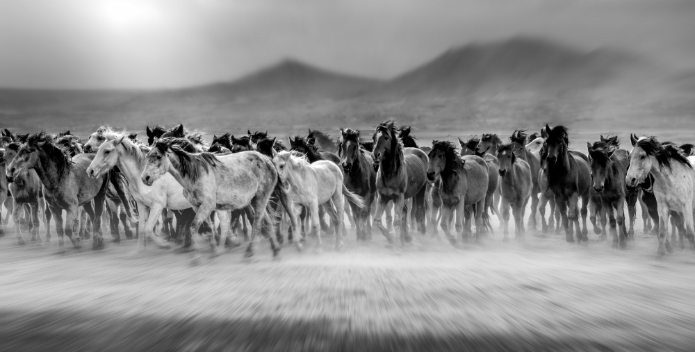 Wild horses (aka Yılkı Atları) von mustafa öztürk