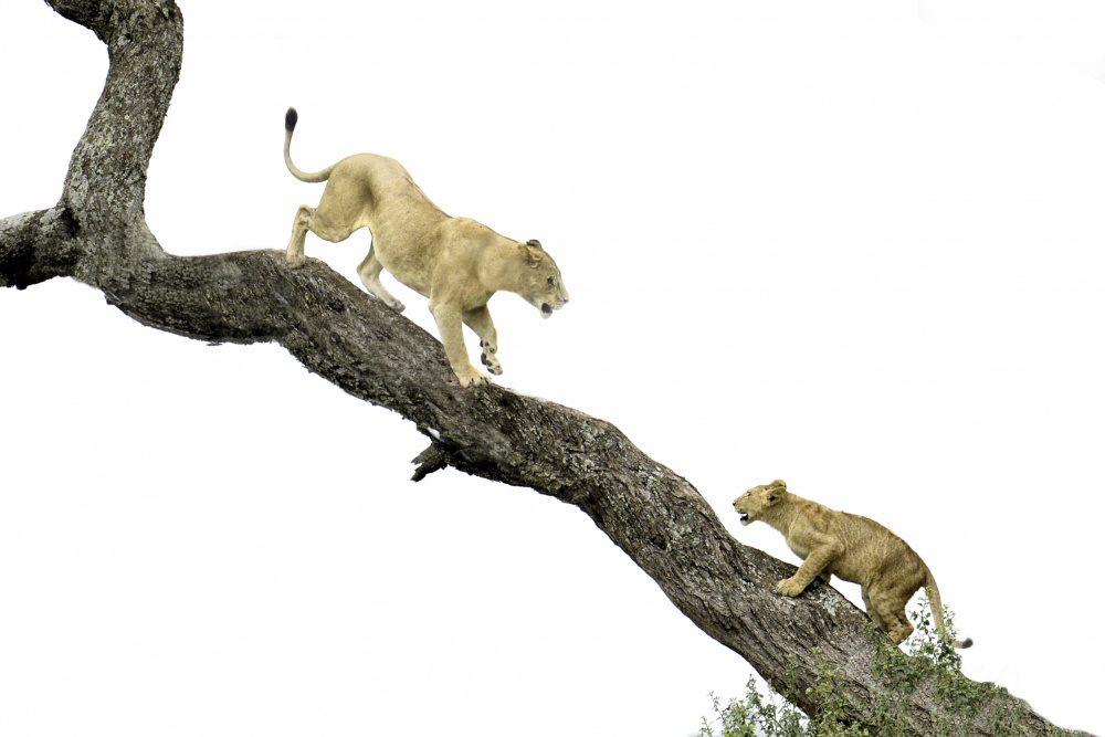 tree climbing lesson von Nadine Henley