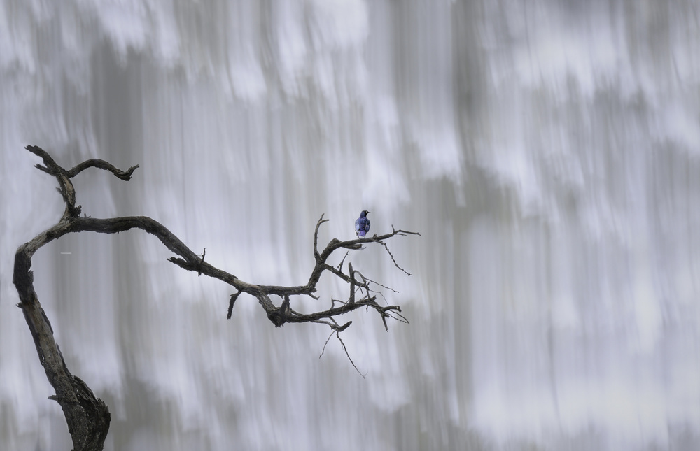 Bluebird at the waterfall von Nadine Henley