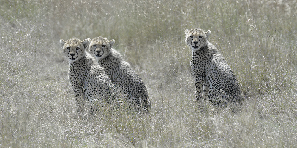 Cheetah Cubs von Nadine Henley